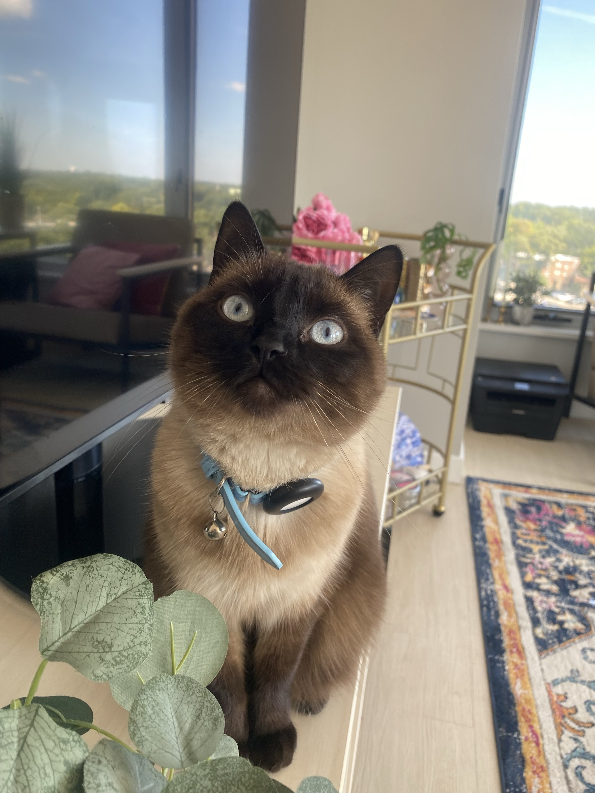 Nana the cat