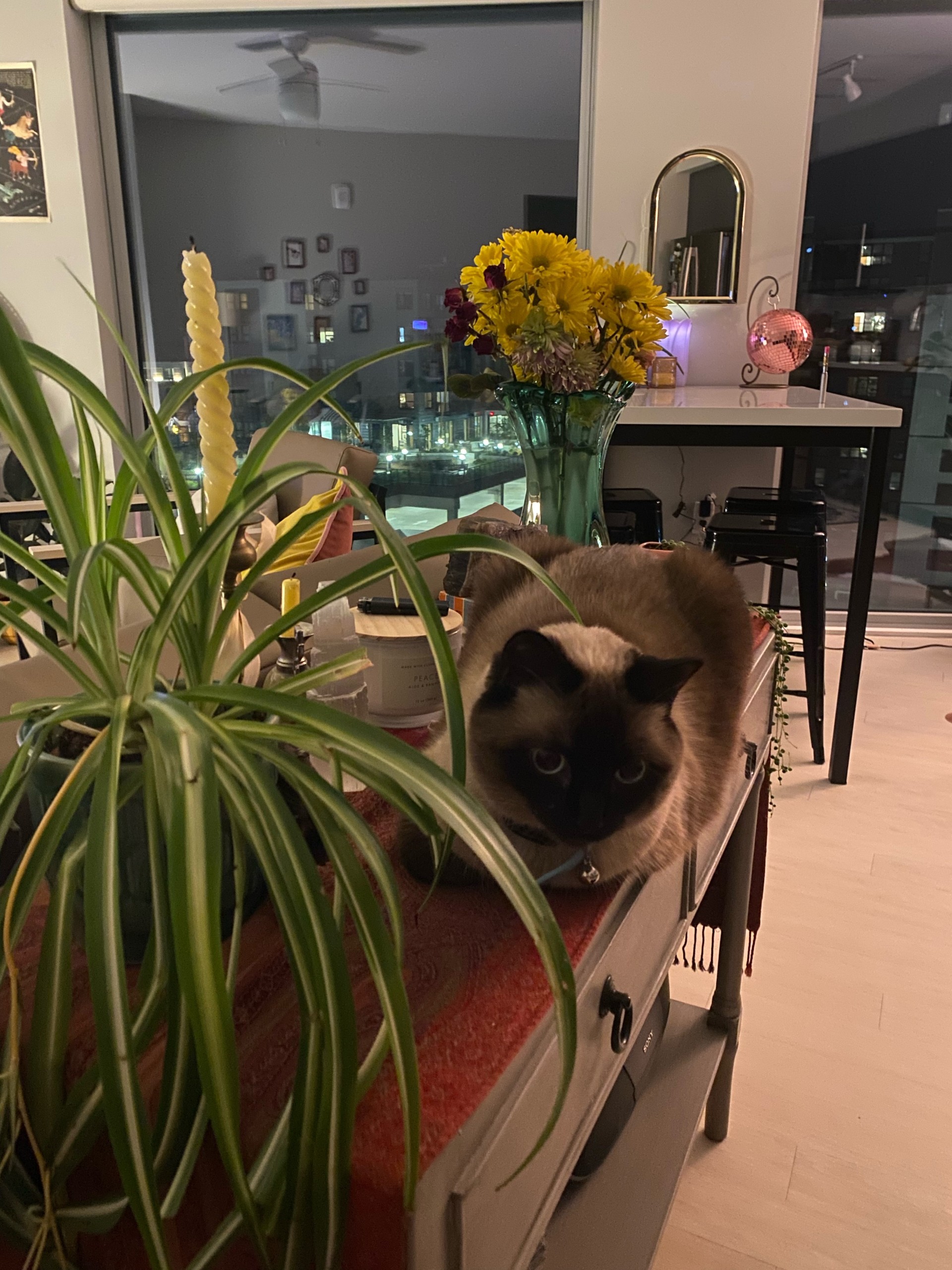 My spider plant and Nana