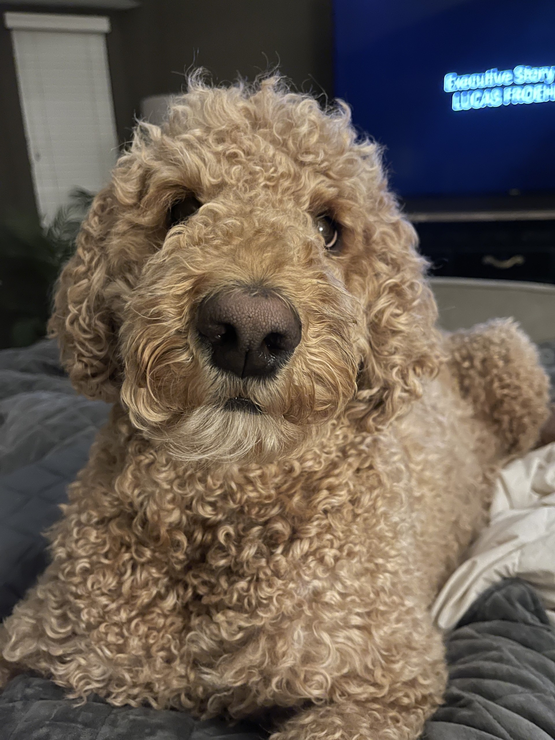 Daisy the Golden