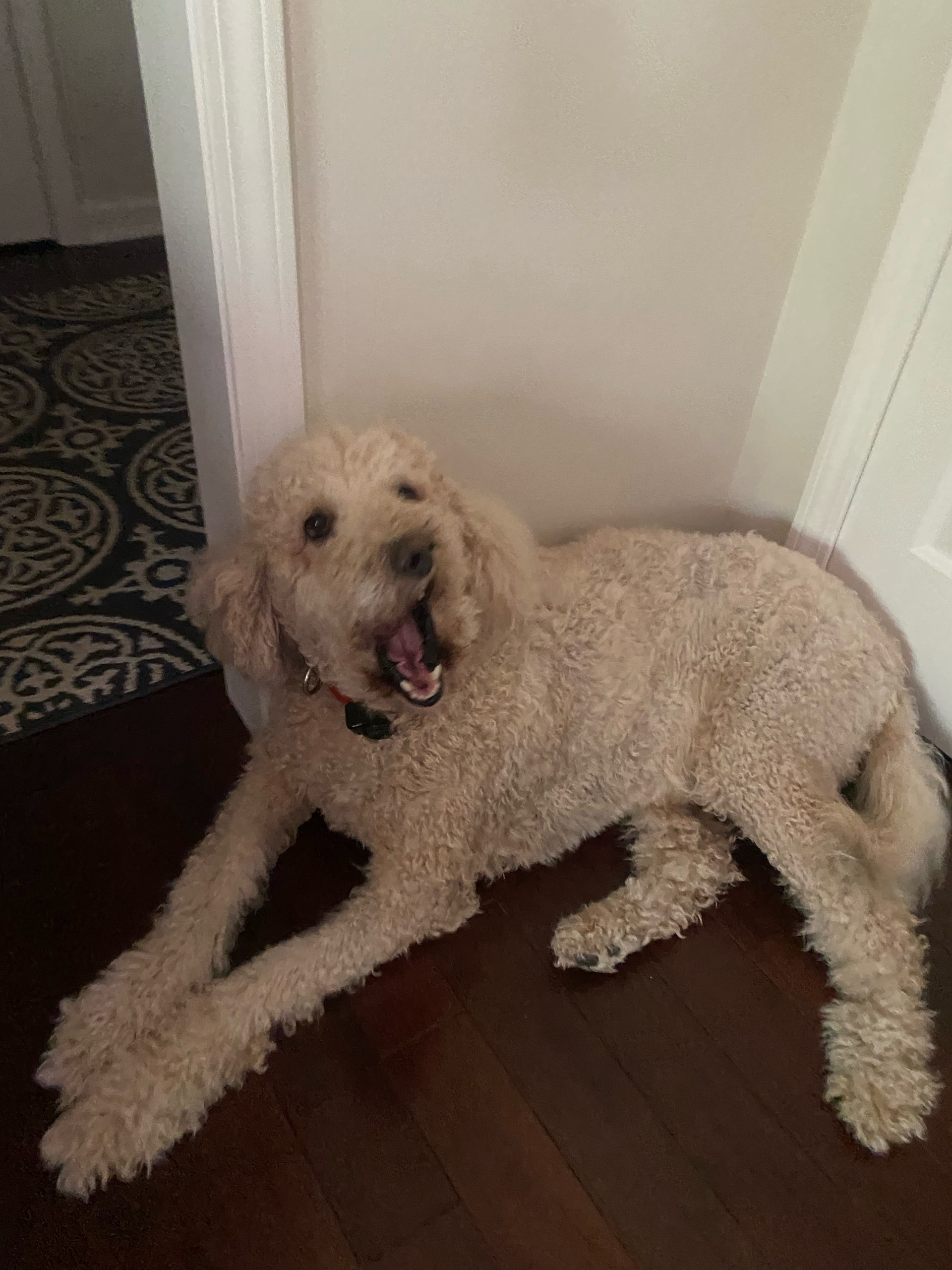 Duchess the Golden